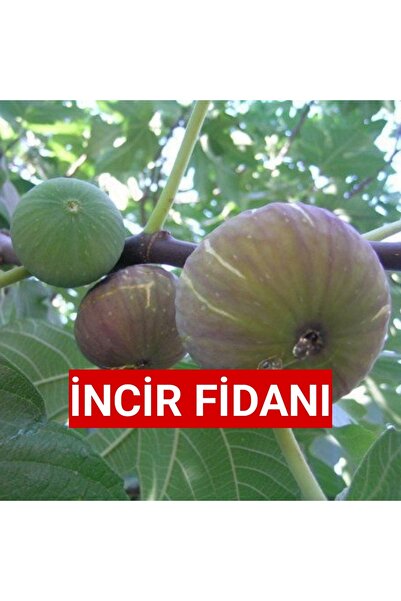 Nutyen Tüplü Yöresel Jumbo Meyveli Karadeniz Patlıcan Inciri Fidanı