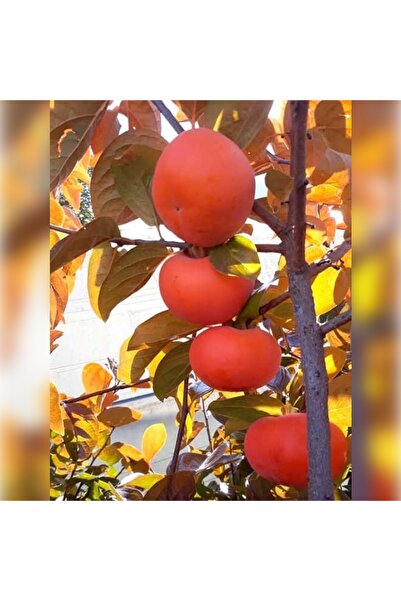 CC Hurma ( Fuyu ) Trabzon Hurması 160-200 Cm Tüplü