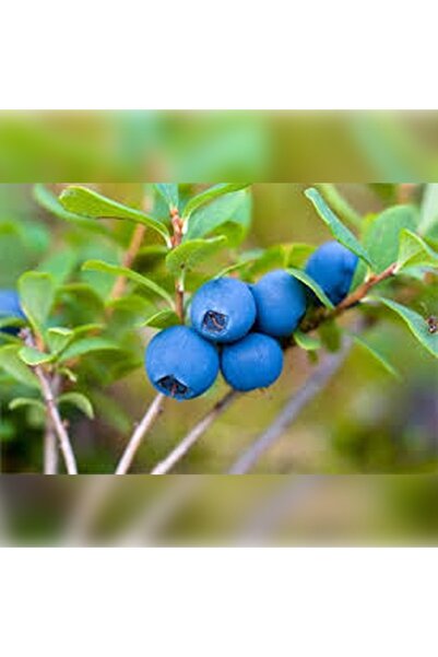 CC Liigarba ( Mavi Yemiş ) 20-30 Cm Saksıda