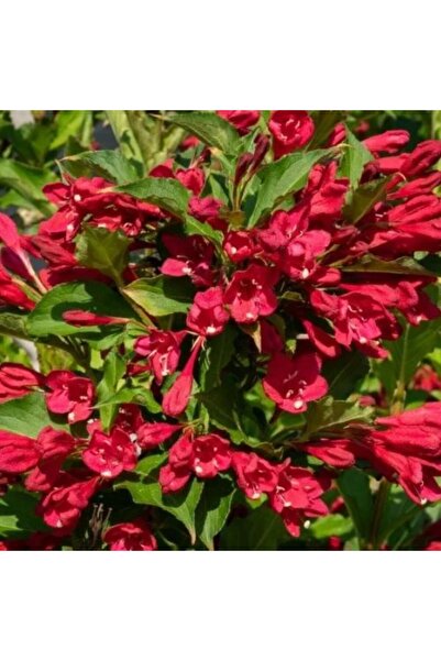 CC GELİN TACI ( WEIGELA FLORIDA (Kırmızı çiçekli Vangelya ) 30-40 CM Saksıda