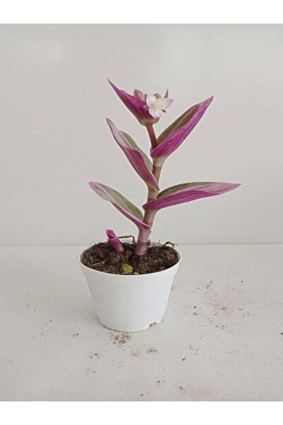 Bitkim Sende 6'Lı Bitki Seti Telgraf+Itır+Hedera+Kırmızı Milli Dikenler Tacı+Aleovera+Mezem