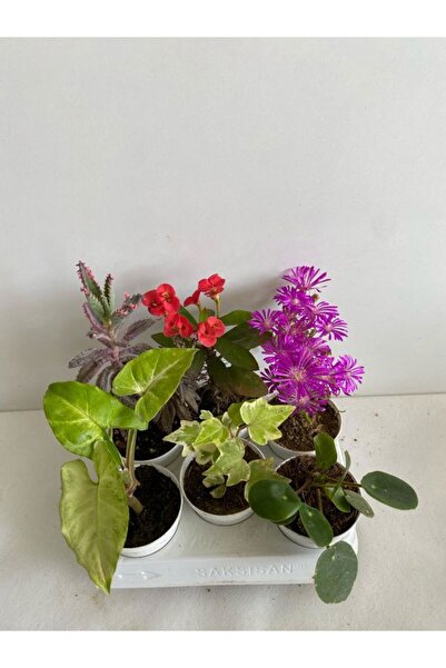 serada decor & plant 6'Lı Bitki Seti Melek Kanadı+ Aşkın Göz Yaşı+ Hedera+Kır...