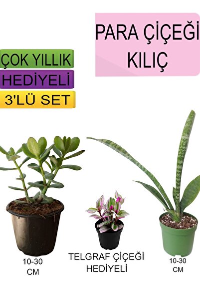 serada decor & plant 3'Lü Set Para Çiçeği+ Kılıç Çiçeği+Hediyelik Kırmızı Gül...