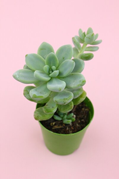 kaktuskent Sedum Clavatum Sukulent 5.5 Cm Saksıda