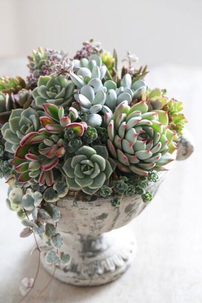 GARDENYA TOHUMCULUK 10 Adet Karışık Sukulent Çiçeği Tohumu