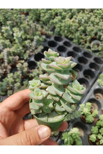 DOĞA BAHÇESİ Crassula Perforata Sukulent 5.5cm Saksılı