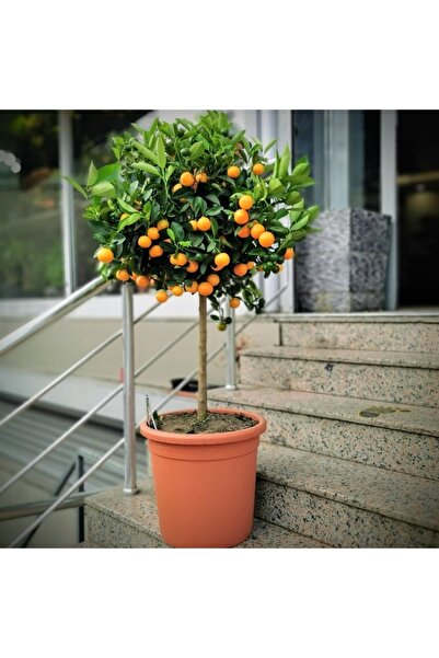 VERİMLİ TOPRAK Bodur Mandalina Ağacı Bitki Besini