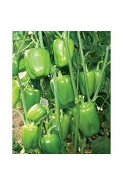 EveDairButik Evedair Krista Dolma Biber Fide- 20 Adet