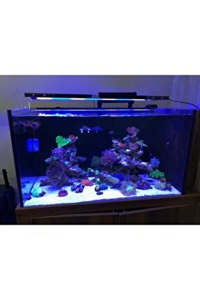 tuzlu su balığı duvar kağıdı