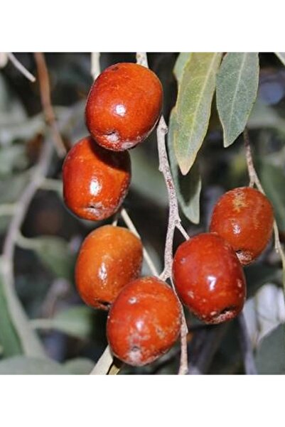 CC İĞDE FİDANI 150-200 CM Tüplü