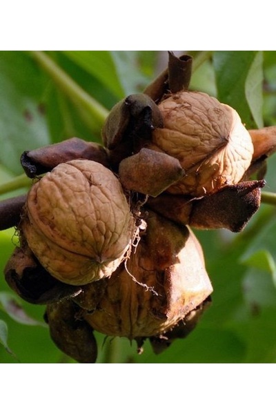 CC CEVİZ ( FERNOR ) 120-160 CM Tüplü