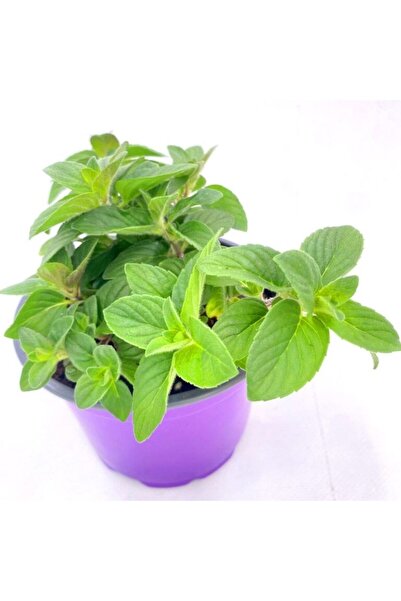 Bilgarden Yakima Sakız Aromalı Nane Fidesi (2 adet)