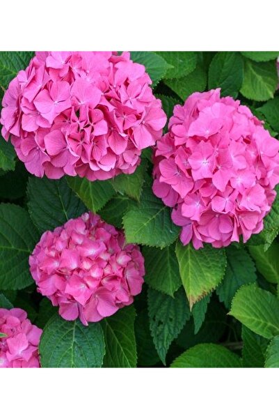 CC ORTANCA ( İTHAL ) 25-40 CM Saksıda
