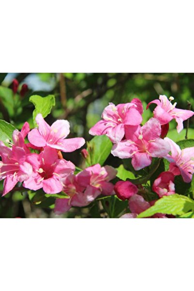 CC GELİN TACI ( WEIGELA FLORIDA (Pembe çiçekli Vangelya ) 30-40 CM Saksıda