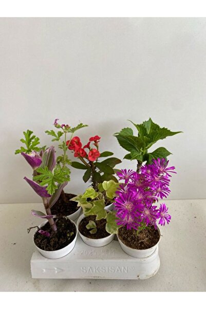 Bitkim Sende 6'Lı Bitki Seti Telgraf+Itır+Hedera+Kırmızı Milli Dikenler Tacı+...