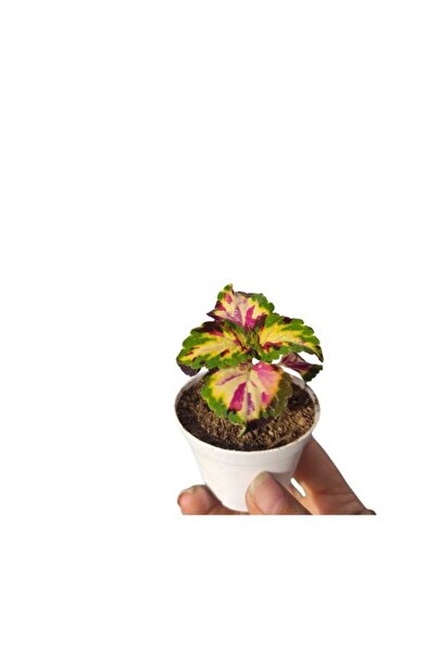 serada decor & plant 6'Lı Bitki Seti Mezem+Yaprak Güzeli+Itır+Ortanca+Kırmızı Milli Diken Tacı+Aşkın Göz Yaşı