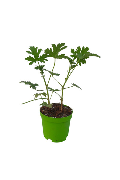 serada decor & plant 6'Lı Bitki Seti Mezem+Yaprak Güzeli+Itır+Ortanca+Kırmızı Milli Diken Tacı+Aşkın Göz Yaşı