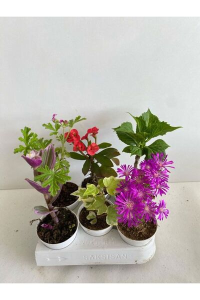 serada decor & plant 6'Lı Bitki Seti  Telgraf+Itır+Hedera+Kırmızı Milli Dikenler Tacı+Mezem+Ortanca