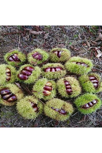 CC Kestane Fidanı ( Hacı Ömer  ) 100-140 cm Tüplü