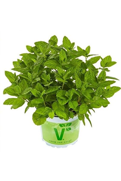 Bilgarden Saksılık Geniş Yapraklı Çaylık Casablanca Nane Fidesi (2 adet)