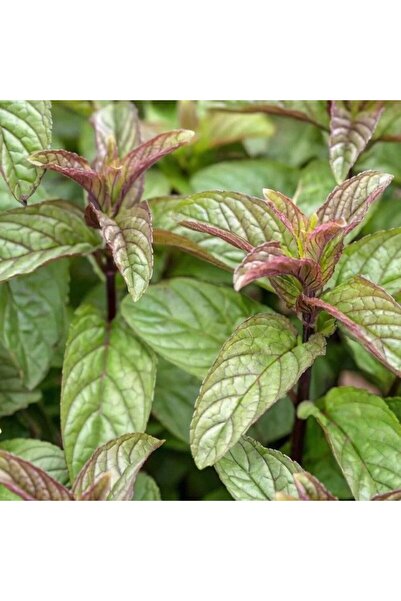 Bilgarden Yağlık Black Mitcham Kokulu Nane Fidesi (2 adet)