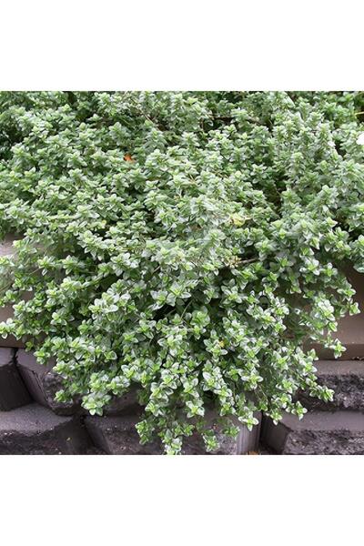 Bilgarden Yayılıcı Silver Queen Gümüşi  Aromatik Kekik Fidesi (2 Adet)