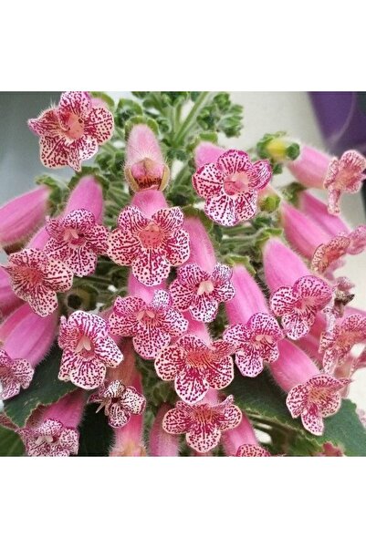 Bilgarden Koleksiyonluk Leah Kohleria Japon Küpelisi Çiçeği Fidesi (Mini Saks...