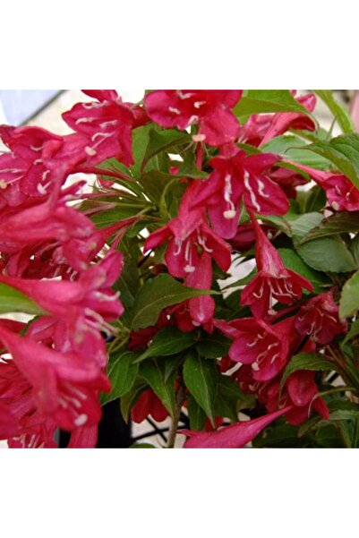 CC GELİN TACI ( WEIGELA FLORIDA (Kırmızı çiçekli Vangelya ) 30-40 CM Saksıda