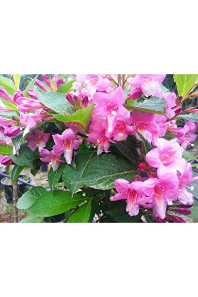 CC GELİN TACI ( WEIGELA FLORIDA (Pembe çiçekli Vangelya ) 30-40 CM Saksıda