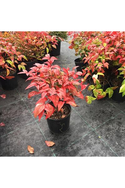 CC Cennet Bambusu Bitkisi ( Nandina Domestica ) 25-30 CM Saksıda