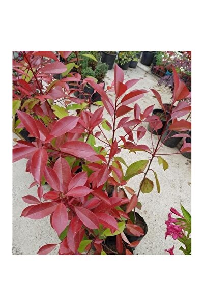 CC Alev Ağacı [Photinia] Fidanı 50-80 cm Saksıda