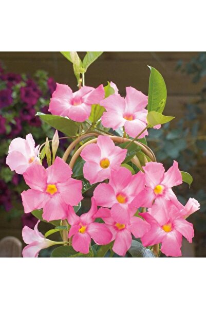 CC Mandevilla Çiçeği Sundavilla Mandavilla PEMBE 50-70 CM Saksıda