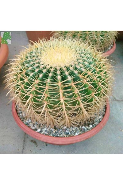 CC KAKTÜS ALTIN FIÇI KAKTÜSÜ (ECHİNOCACTUS GRUSONİİ)