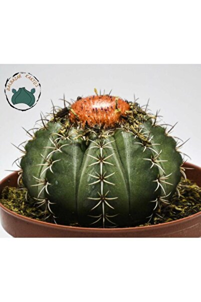 CC KAKTÜS ( BALBAZAR SUKULENT )