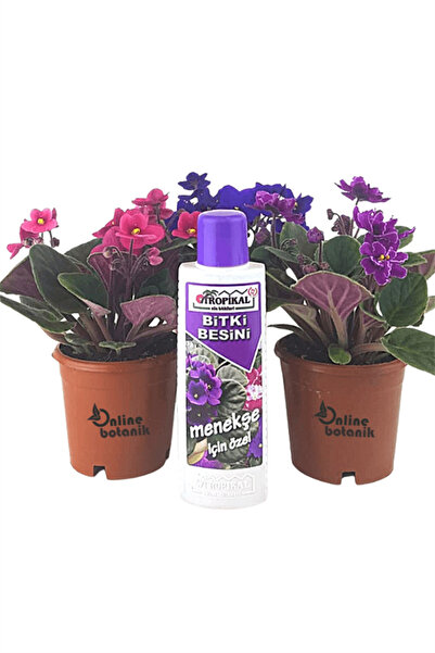 karlabotanik Afrika Menekşesi X 3 Ad + Besin