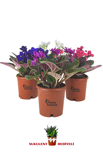 karlabotanik Afrika Menekşesı Karışık Renkler X 4 Ad