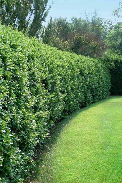 karlabotanik Japon Kurtbağrı 80 cm x 100 ad