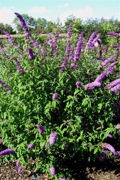 karlabotanik Kelebek Çalısı Fidanı