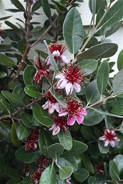 karlabotanik Feijoa (kaymak Ağacı) (feijoa Sellowiana)