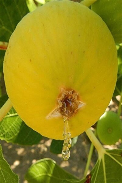 karlabotanik Aydın Sarı Lop Incir Fidanı