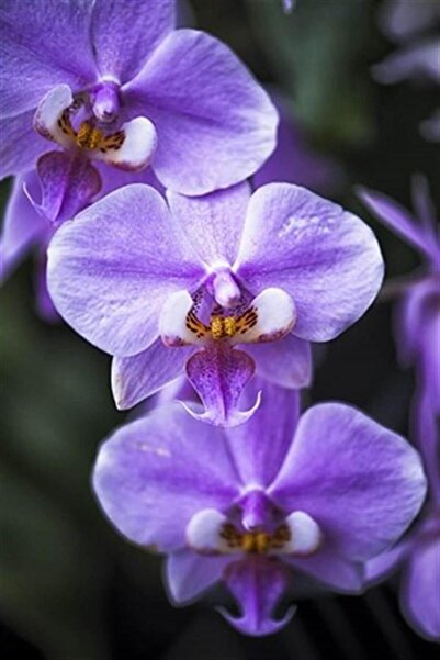 karlabotanik Mor Orkide Çift Dal 40 cm