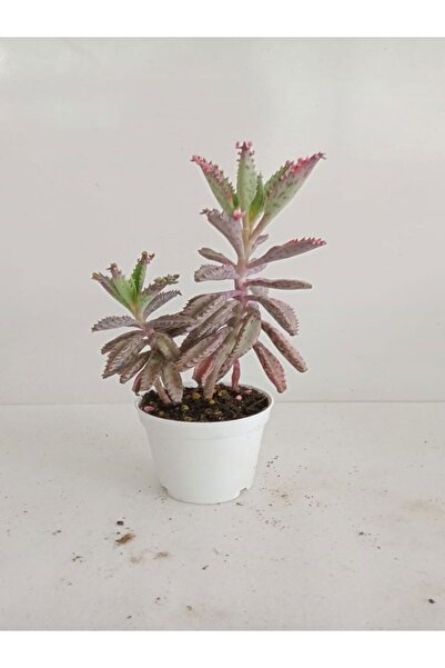 serada decor & plant 4'Lü Bitki Seti Yaprak Güzeli+Sukulent+Kaktüs+Telgraf+Aş...