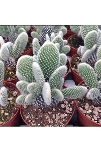 Genel Markalar KAKTÜS ( TAVŞAN KULAĞI )