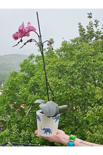 MeGgDecor Altı Delikli Filli Seramik Saksı