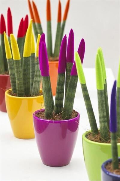karlabotanik Dekoratif Renkli Paşa Kılıcı | Sansevieria Cylindrical