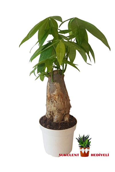 karlabotanik Para Ağacı