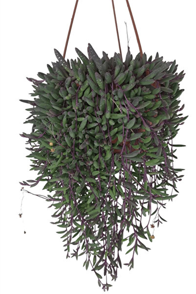 karlabotanik Yakut Kolyesi Çiçeği