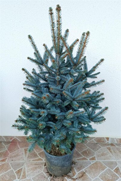 karlabotanik Aşılı Mavi Ladin Fidanı 125 Cm