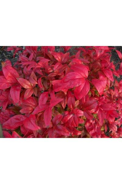 CC Cennet Bambusu Bitkisi ( Nandina Domestica ) 25-30 CM Saksıda