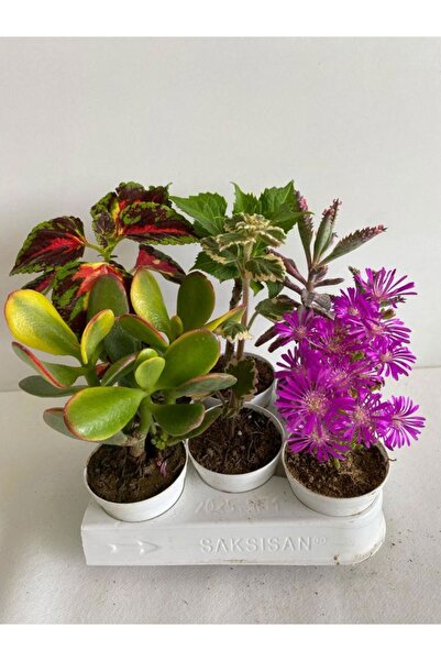 serada decor & plant 6'Lı Bitki Seti Para+Yaprak Güzeli+Kokulu Benjamin+Ortan...